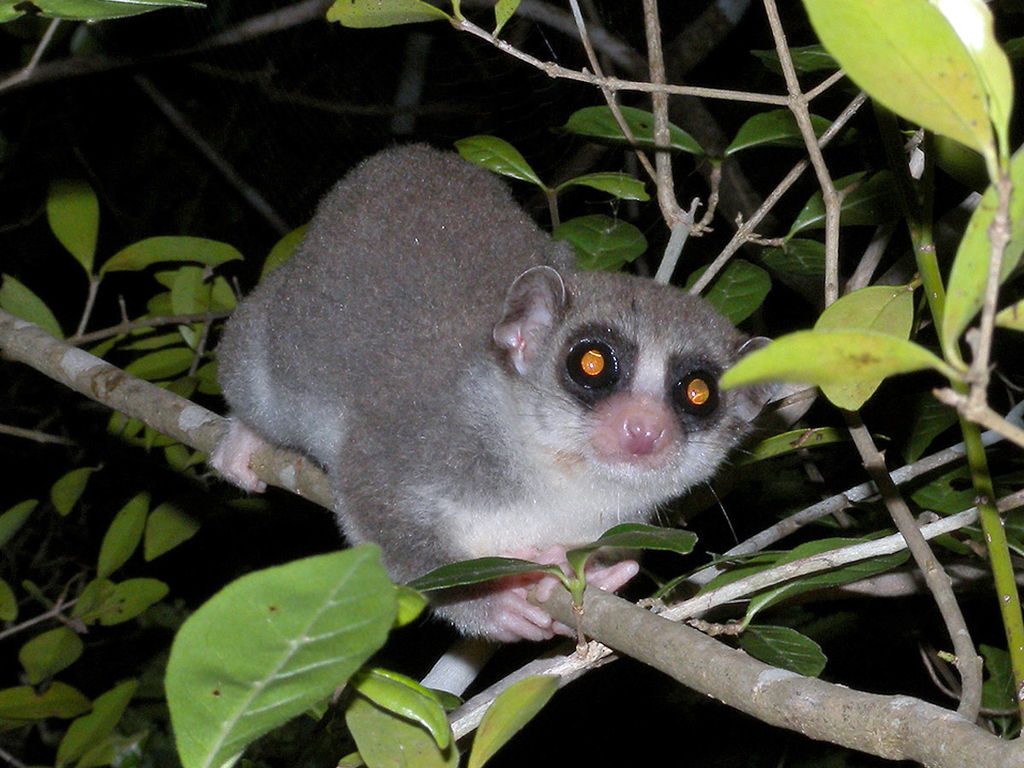 Un lémurien nain à queue grasse sur une branche la nuit