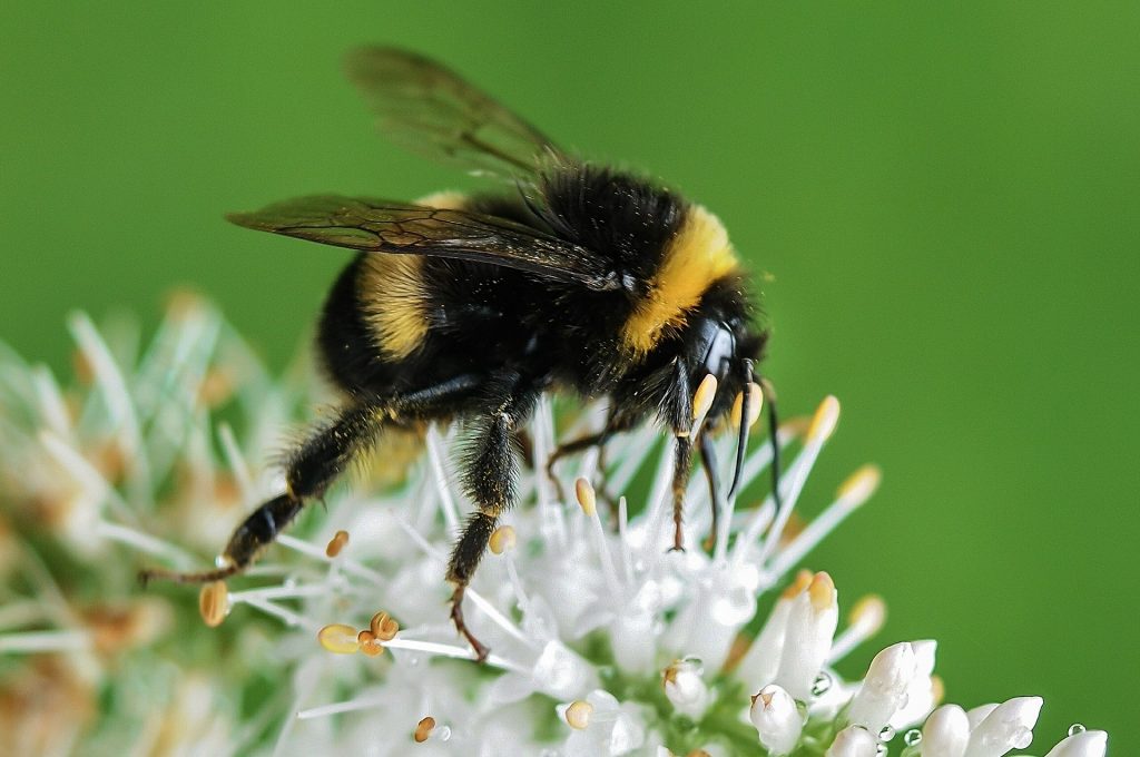 Un bourdon sur une fleur blanche