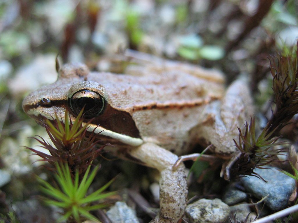 Une photo en gros plan d'une grenouille des bois