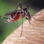 Pourquoi y a-t-il des moustiques OGM ?