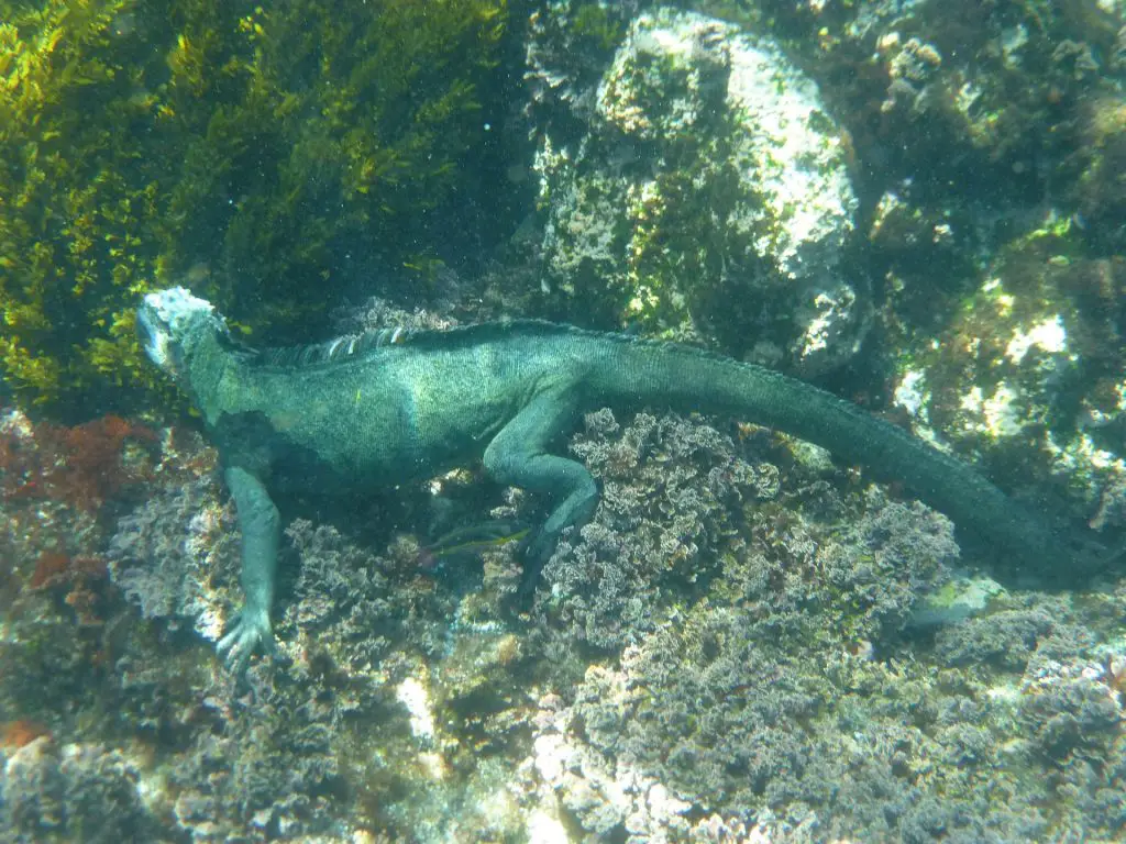 Un iguane marin sous l'eau près du fond de l'océan mangeant des algues sur un rocher.