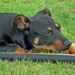 Les chiens peuvent-ils manger des bananes et d’autres fruits ?