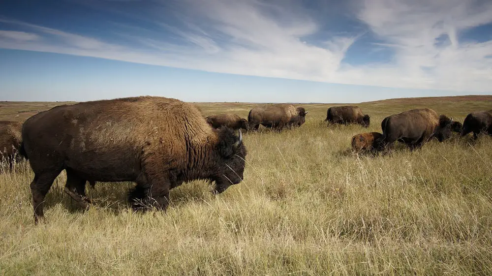 prairie du troupeau de bisons