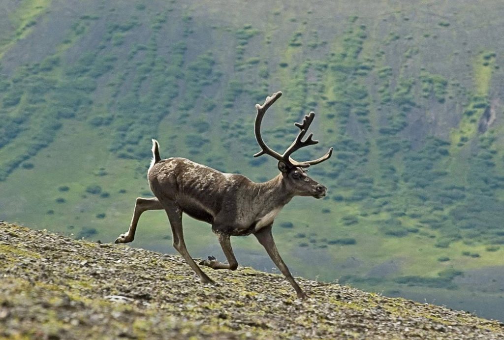 caribou