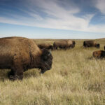 Top 5 des animaux des prairies pleins de ressources