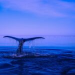 Les dauphins, les requins et les baleines sont-ils des mammifères ?