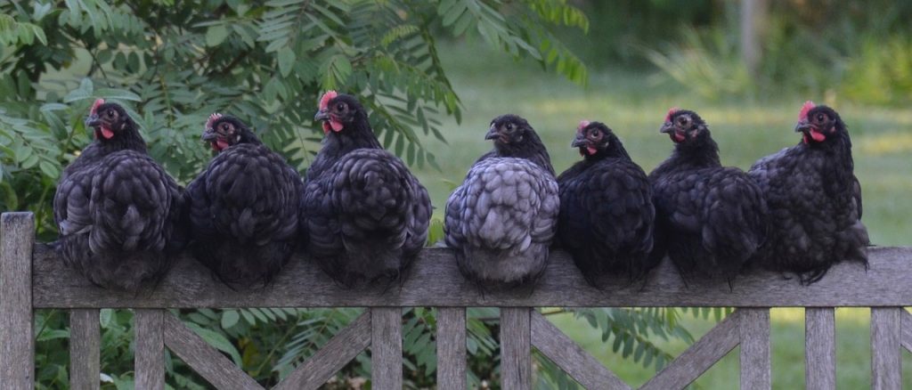 les poulets sont des dinosaures