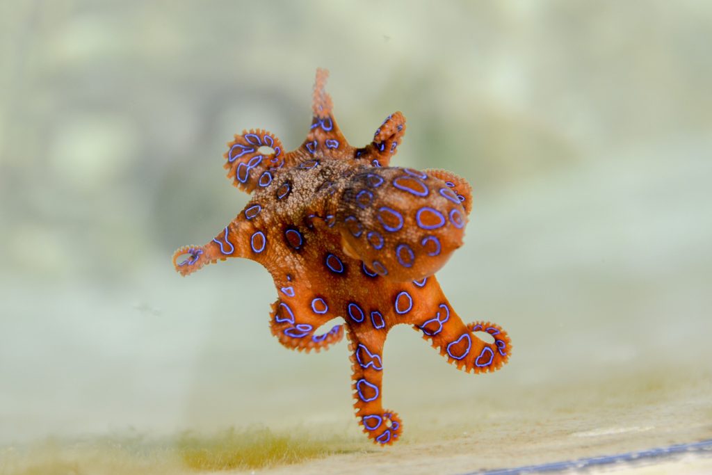 Une pieuvre aux anneaux bleus avec un corps orange et des cercles bleus