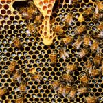 Les abeilles sont-elles en danger ?