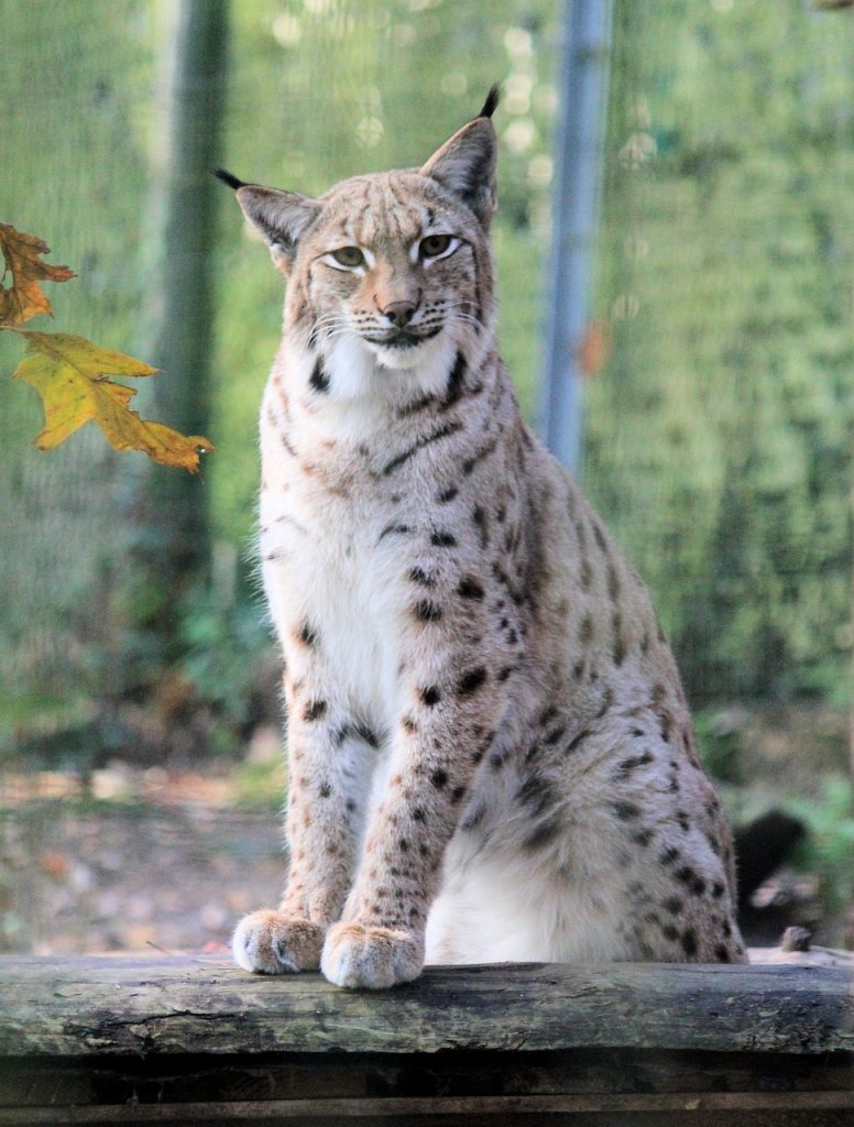lynx eurasien