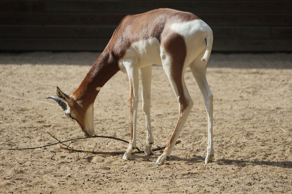 gazelle