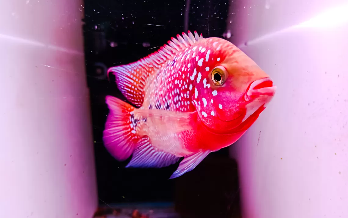 Un poisson rose vif et rouge flottant sur un fond noir et rose, semblant fabuleux.