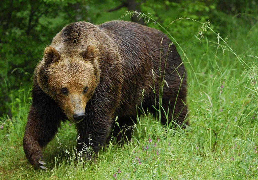 grizzli changement climatique