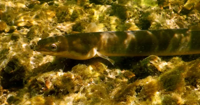 Une anguille d'Amérique nage dans Buffalo Creek, affluent de la rivière Susquehanna