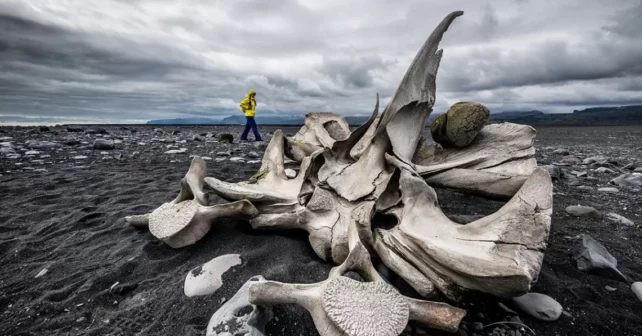 Des os de baleine sont éparpillés sur une plage, où un personnage marche en arrière-plan