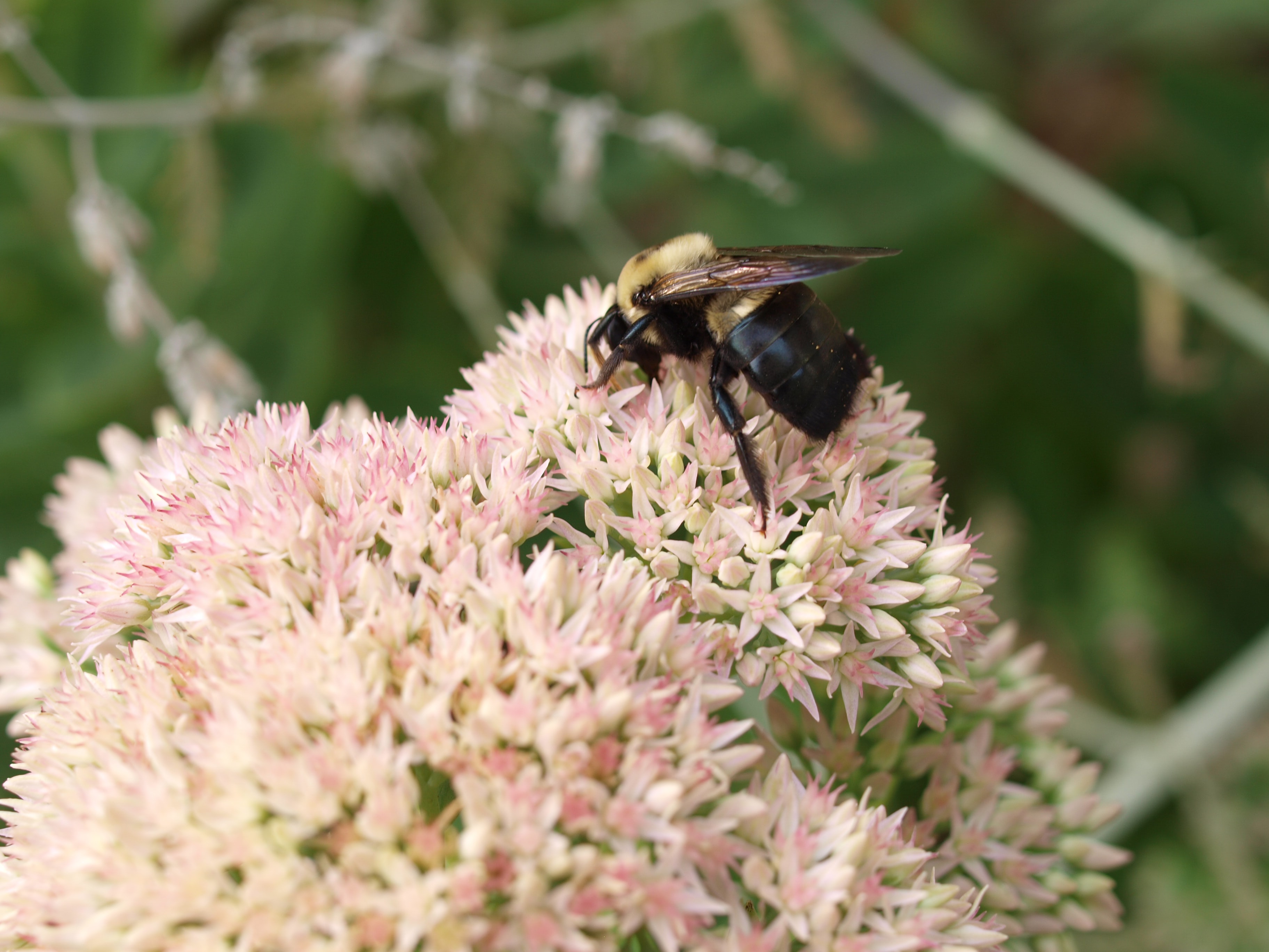 Abeille pollinisant une fleur