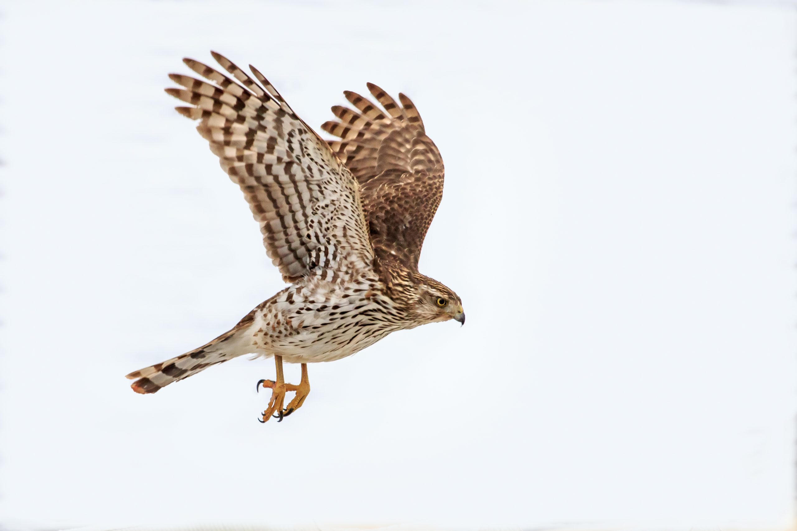 Buse de Cooper (Accipiter cooperii)