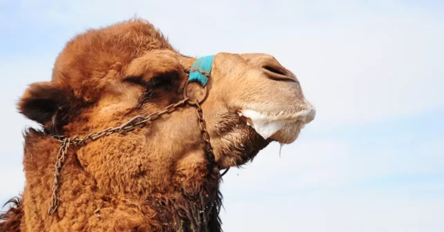 Grand beau visage de chameau de profil contre un ciel bleu avec de la bave qui sort de sa bouche.