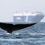 De nouvelles restrictions visent à séparer les navires des baleines