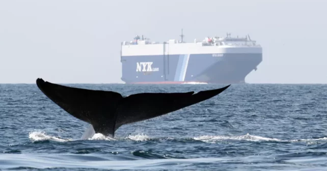 Une baleine replonge dans l'eau avec un énorme cargo en arrière-plan