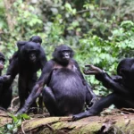 Et si nous perdions les bonobos, notre plus proche parent vivant ?