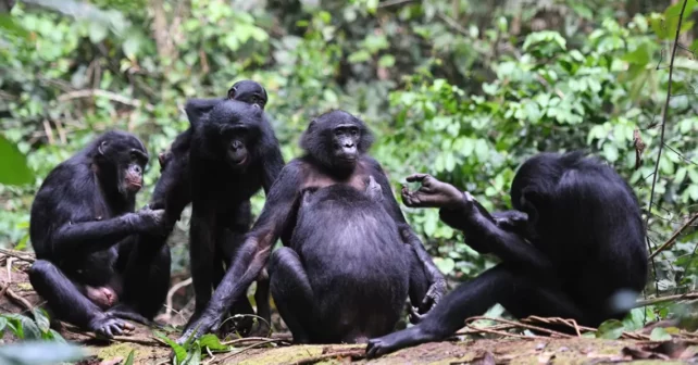 bonobos