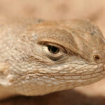 Existe-t-il des cas d’évolution convergente entre reptiles et amphibiens ?