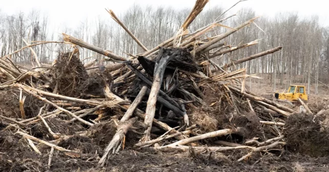 Des arbres brisés et arrachés déracinés et entassés en tas avec la terre encore accrochée à leurs racines.