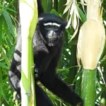 Gibbons en voie de disparition et le village qui les aime