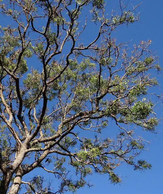 arbre de neem