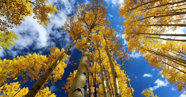 Forêt de trembles en automne avec des couleurs d'automne d'or, jaune, bleu, blanc, jaune dans la forêt nationale de San Juan à l'extérieur d'Ouray et de Sliverton sur la Million Dollar Highway.