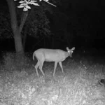 Là où vivent les humains, les animaux se pressent