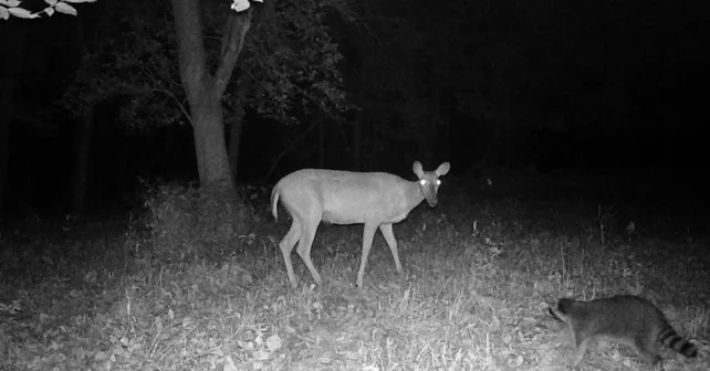 Prise de vue nocturne d'un cerf et d'un raton laveur à l'aspect fantomatique.