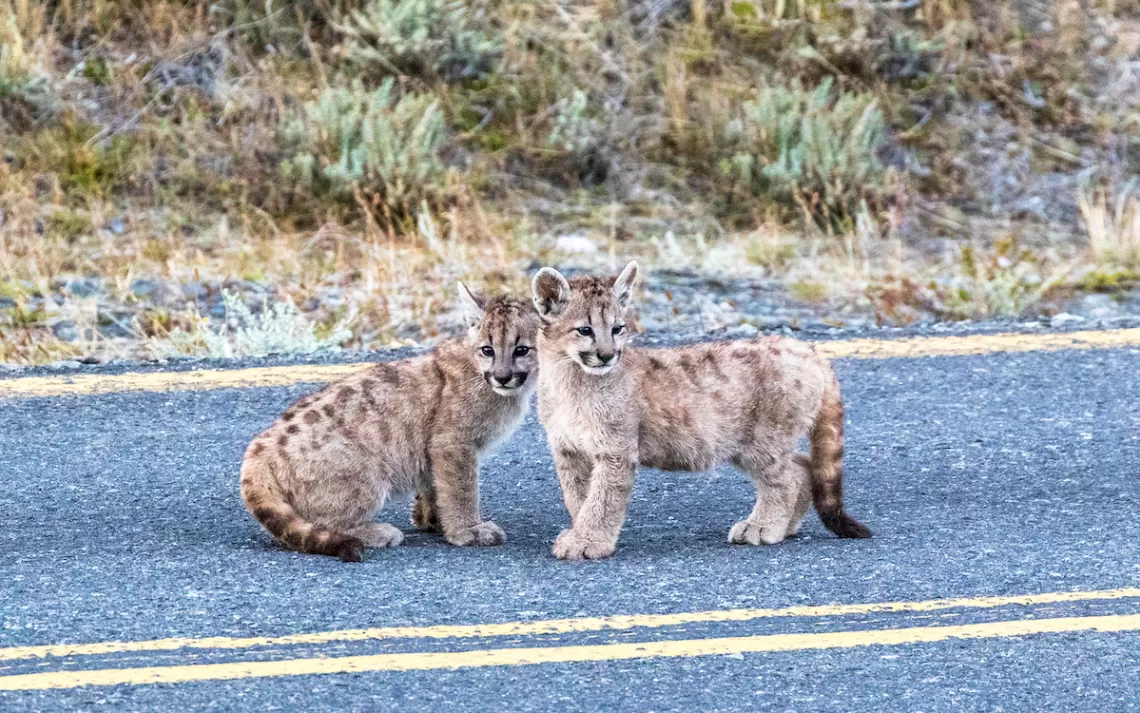 Petits pumas dans le parc national Torres del Paine en Patagonie