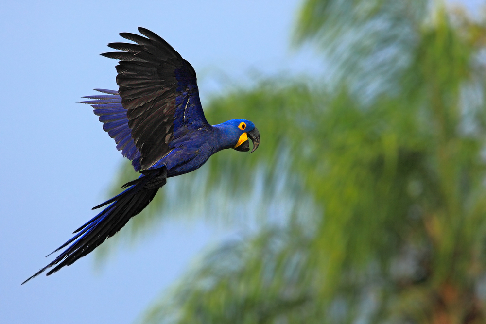 ara bleu volant