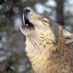 Le Colorado a enfin un plan pour réintroduire les loups