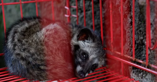 Une civette palmiste effrayée se recroqueville dans une cage