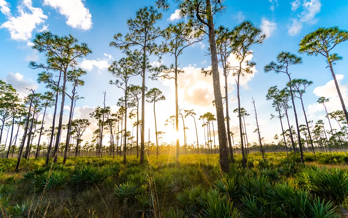 De grands arbres étroits dans les zones humides autour du comté de Palm Beach, en Floride.  Photo par Lisa5201|  iStock.