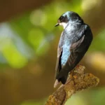 Le changement climatique de la Californie a déjà un impact sur ses oiseaux chanteurs nichant dans des cavités