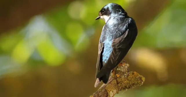 oiseau chanteur