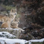 Le meurtre d’un loup mexicain montre pourquoi la récupération échoue