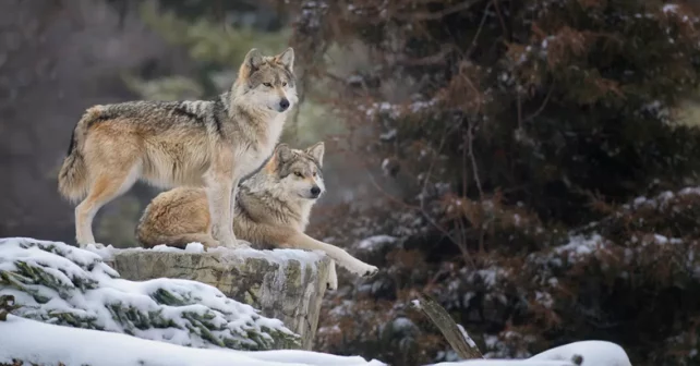 Paire de loups gris mexicains (Canis lupus) sur une corniche enneigée.