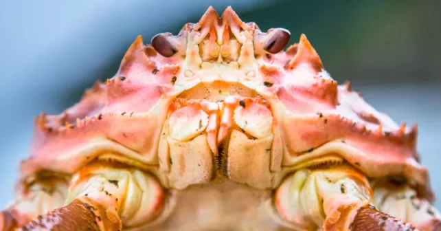 Tête de crabe des neiges.  Photo par Gfed|iStock