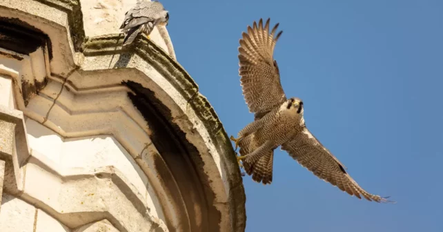 Les faucons pèlerins sur l'église Saint-Paul, Deptford, Londres avec ciel bleu en toile de fond