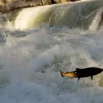 Le soutien construit pour la rupture du barrage de Snake River alors que le saumon fait face à l’extinction