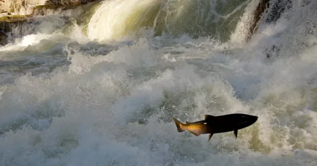 Le quinnat printemps-été menacé de la rivière Snake tente de se frayer un chemin en amont.  Ils se comptaient autrefois par millions;  aujourd'hui, le retour annuel moyen du quinnat sauvage printemps-été dans le bassin de la rivière Snake est de 10 à 20 000.