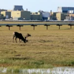 Les États-Unis ne sont pas partie à un traité mondial pour la protection de la faune