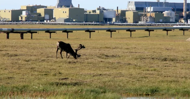 Un caribou broute près des lignes de transport de pétrole qui traversent la toundra sur le versant nord de l'Alaska.