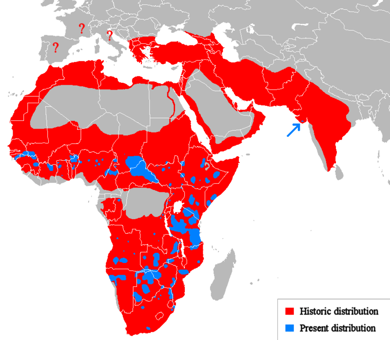 répartition des lions