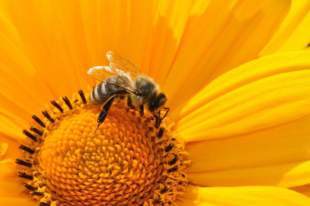 Une abeille sur une fleur jaune